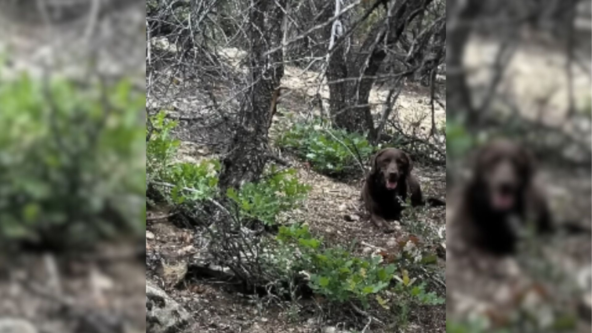 Rescuers Searched For Woman With Dementia For Days And Then Her Dog Showed Them The Way