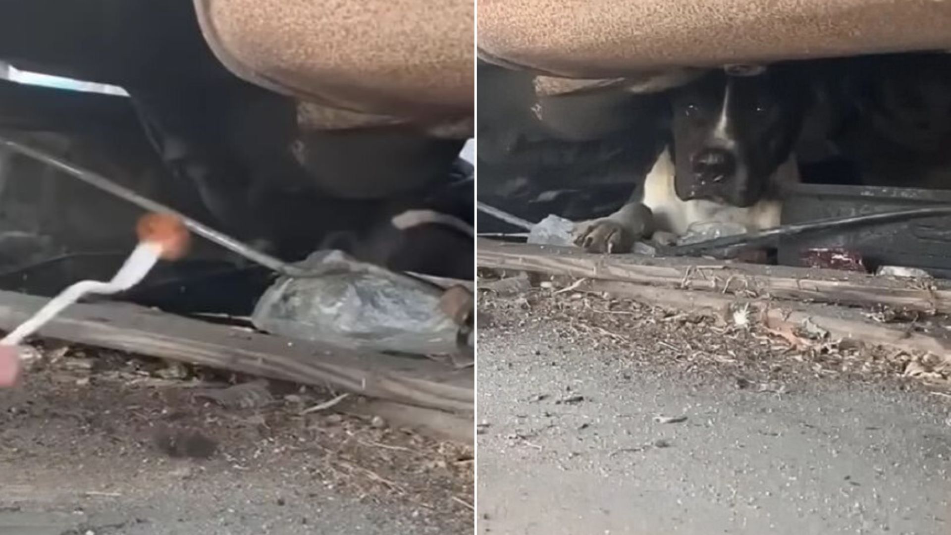 dog hiding under a car