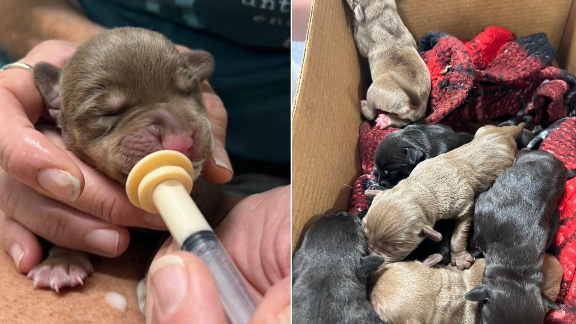 Resident Was Shocked To Find 9 Newborn Puppies Who Were Cruelly Thrown Out Of A Car Like Garbage