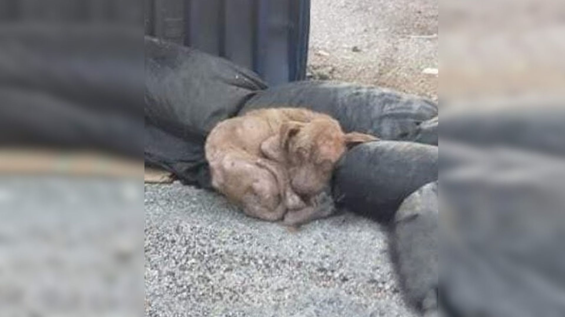 Sad Abandoned Dog Who Was Waiting For His End On A Pile Of Trash Gets A New Lease On Life