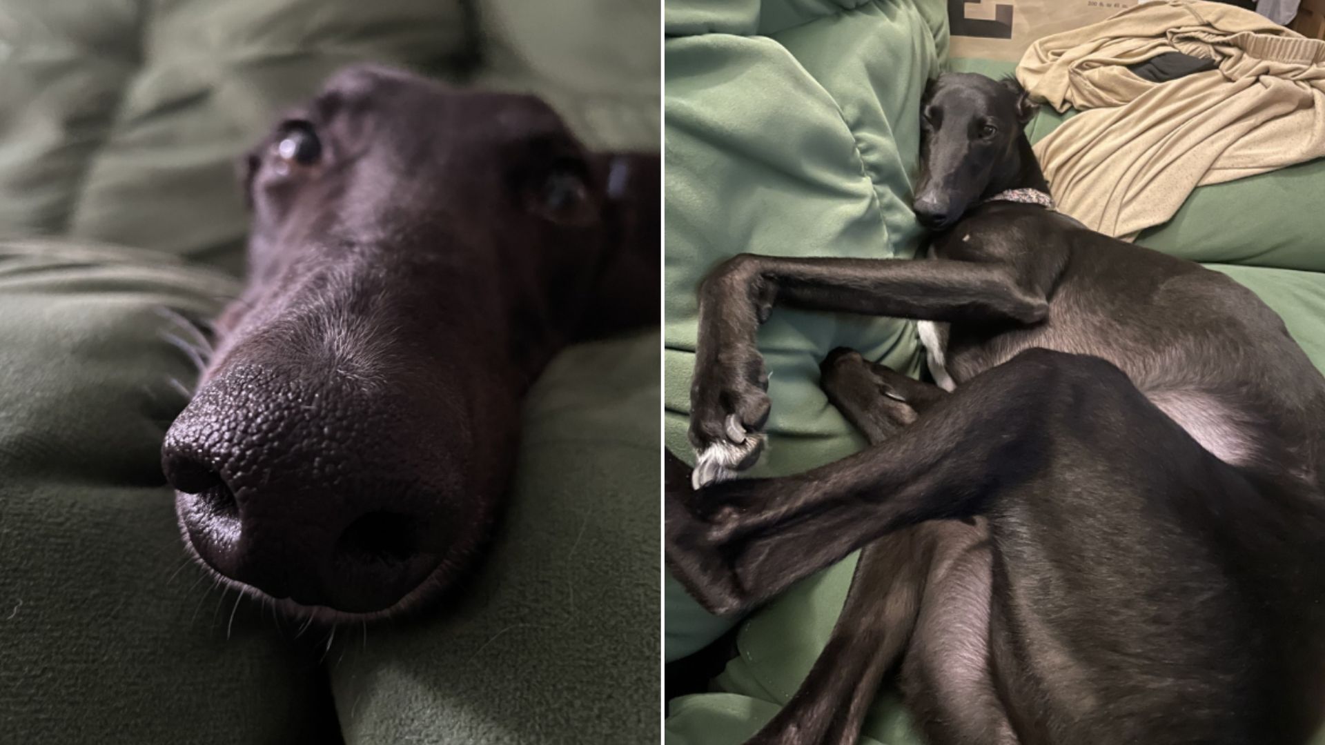 Saved Racer Dog Who Used To Flinch At People Now Won’t Leave Their Side Without A Good Belly Rub