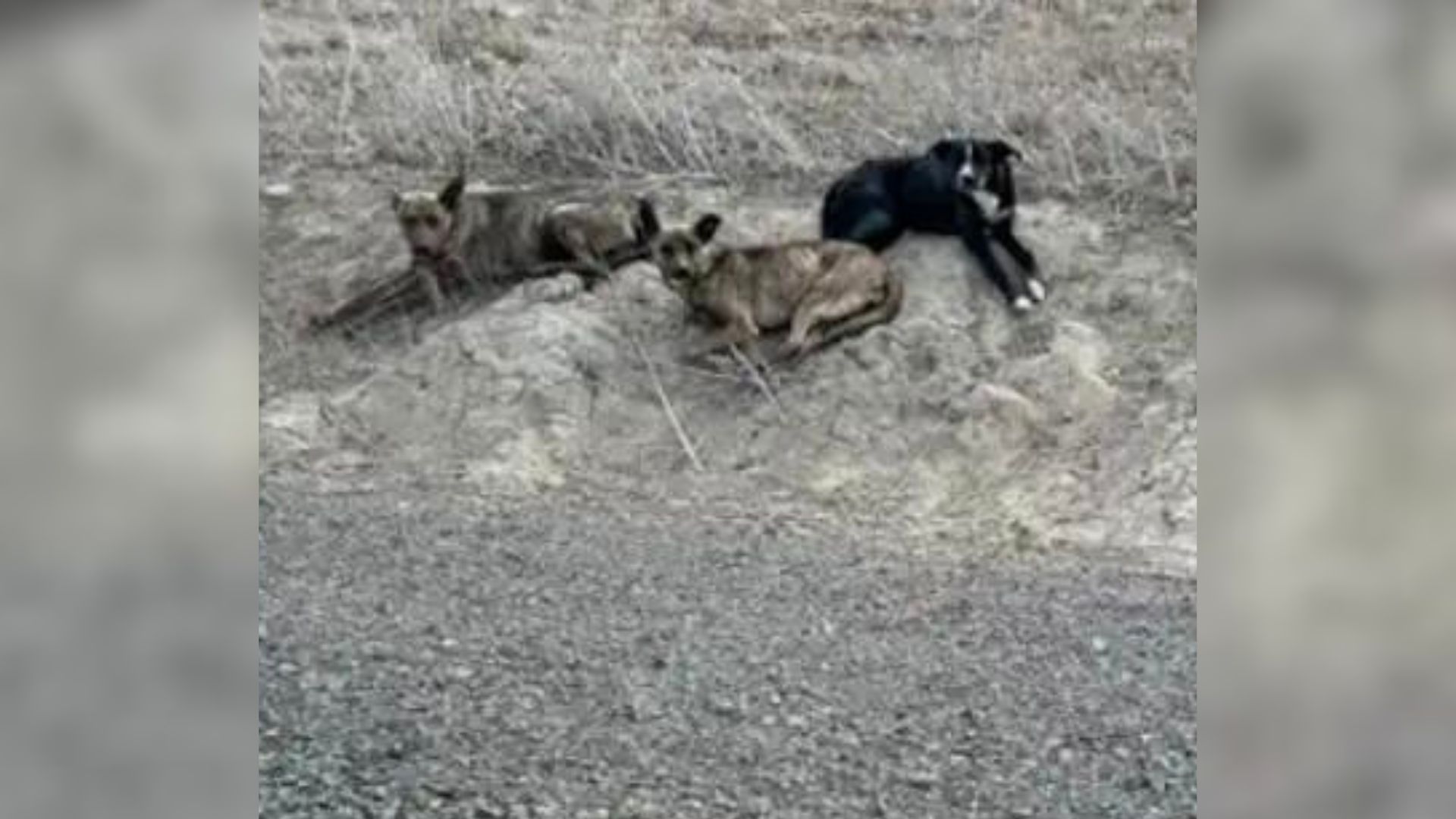 Rescuers Found 3 Dogs Living In A Pipe In The Middle Of Nowhere So They Rushed To Help