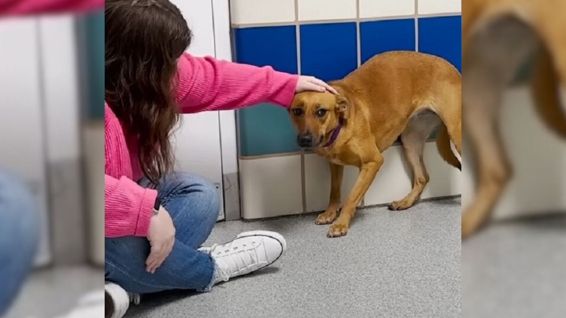 Scared Pup Spent 2 Years In The Corner Of Her Kennel