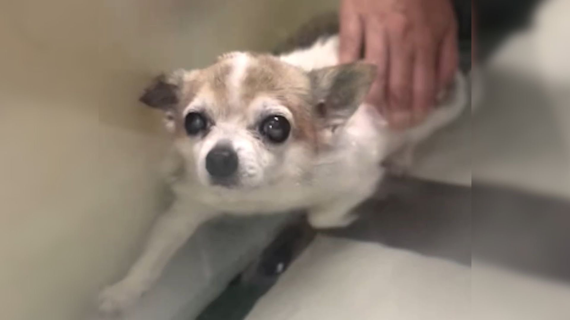 senior abandoned dog