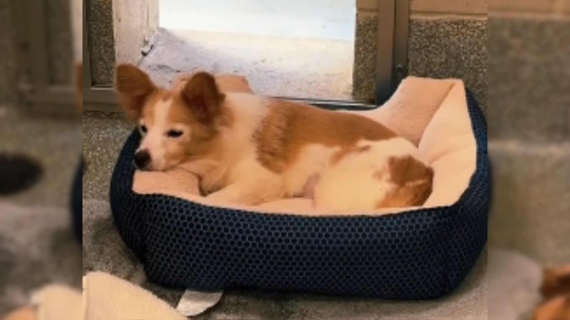 Senior Shelter Dog Spent A Long Time Looking Through Her Kennel And Hoping Someone Would Adopt Her