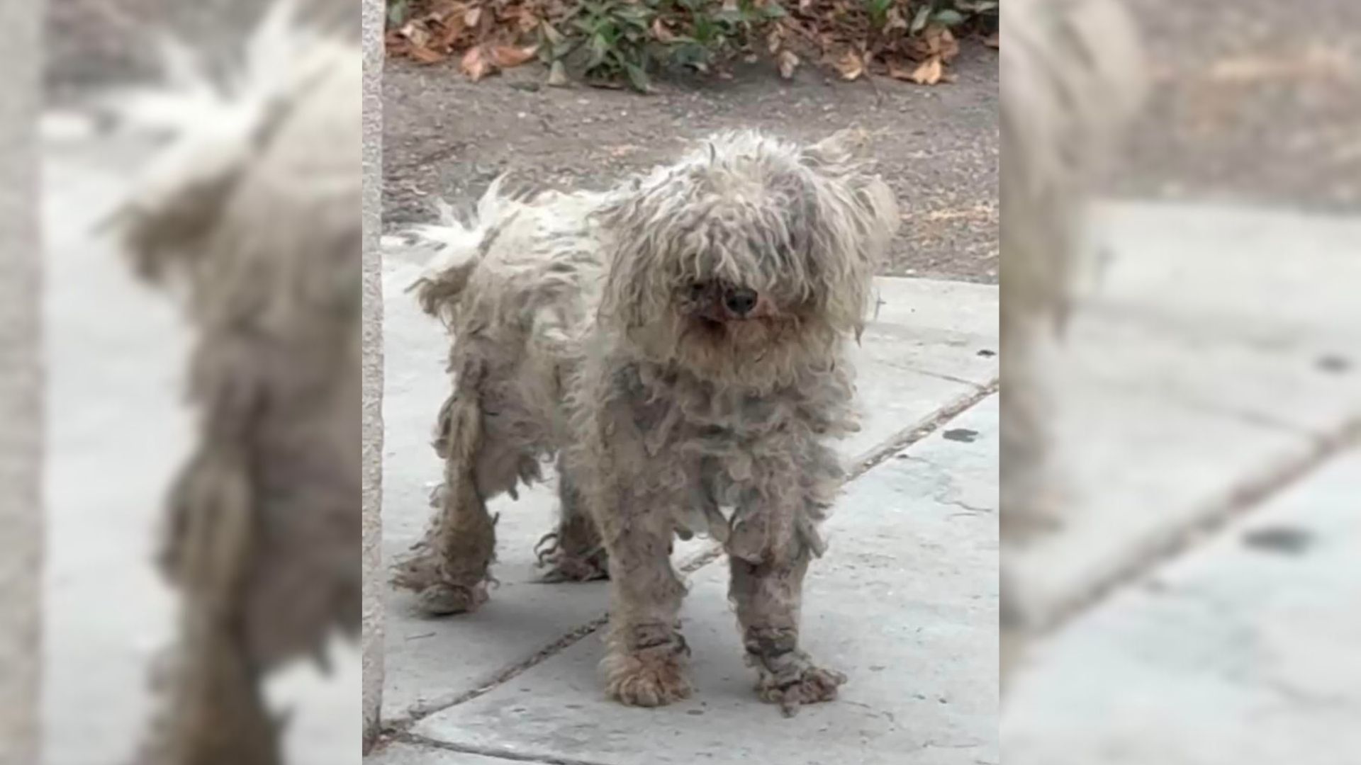 Severely Matted Dog Who Lived On The Streets Just Wanted Help But Was Too Scared To Ask For It