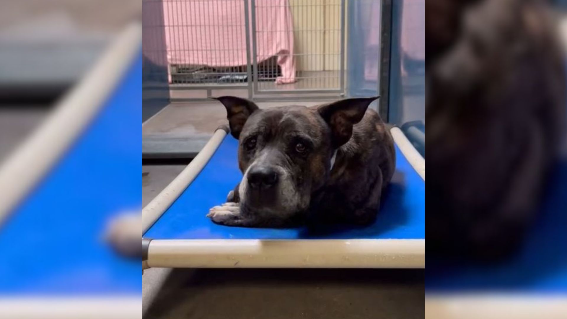 Arizona Rescuers Saved A Senior Dog From Euthanasia Only To Learn Something Even More Heartbreaking About Her