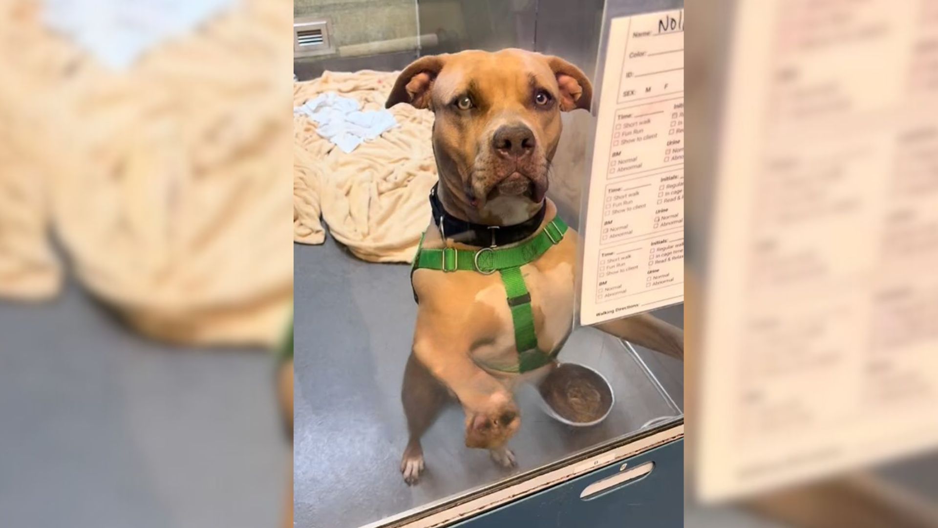 Shelter Worker Does Everything To Help A Stray Heal But Ends Up Heartbroken By What Happens In The End