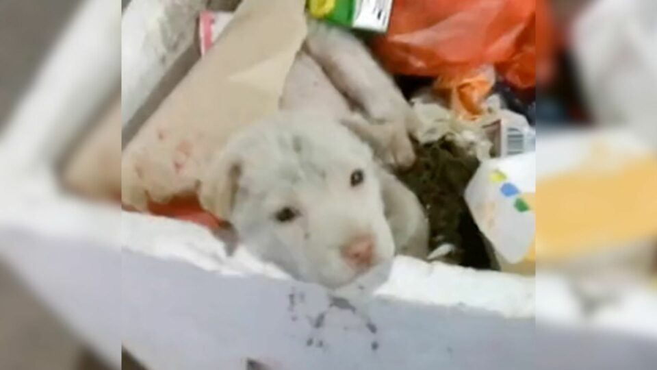 Sick Pup Sitting In A Pile Of Trash So Exhausted That He Couldn’t Even Cry Finally Received His Happily Ever After