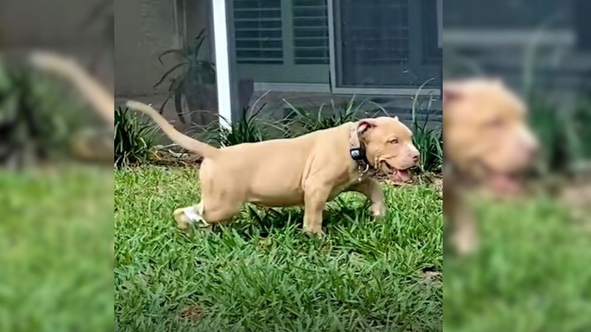 special needs puppy walking on the grass