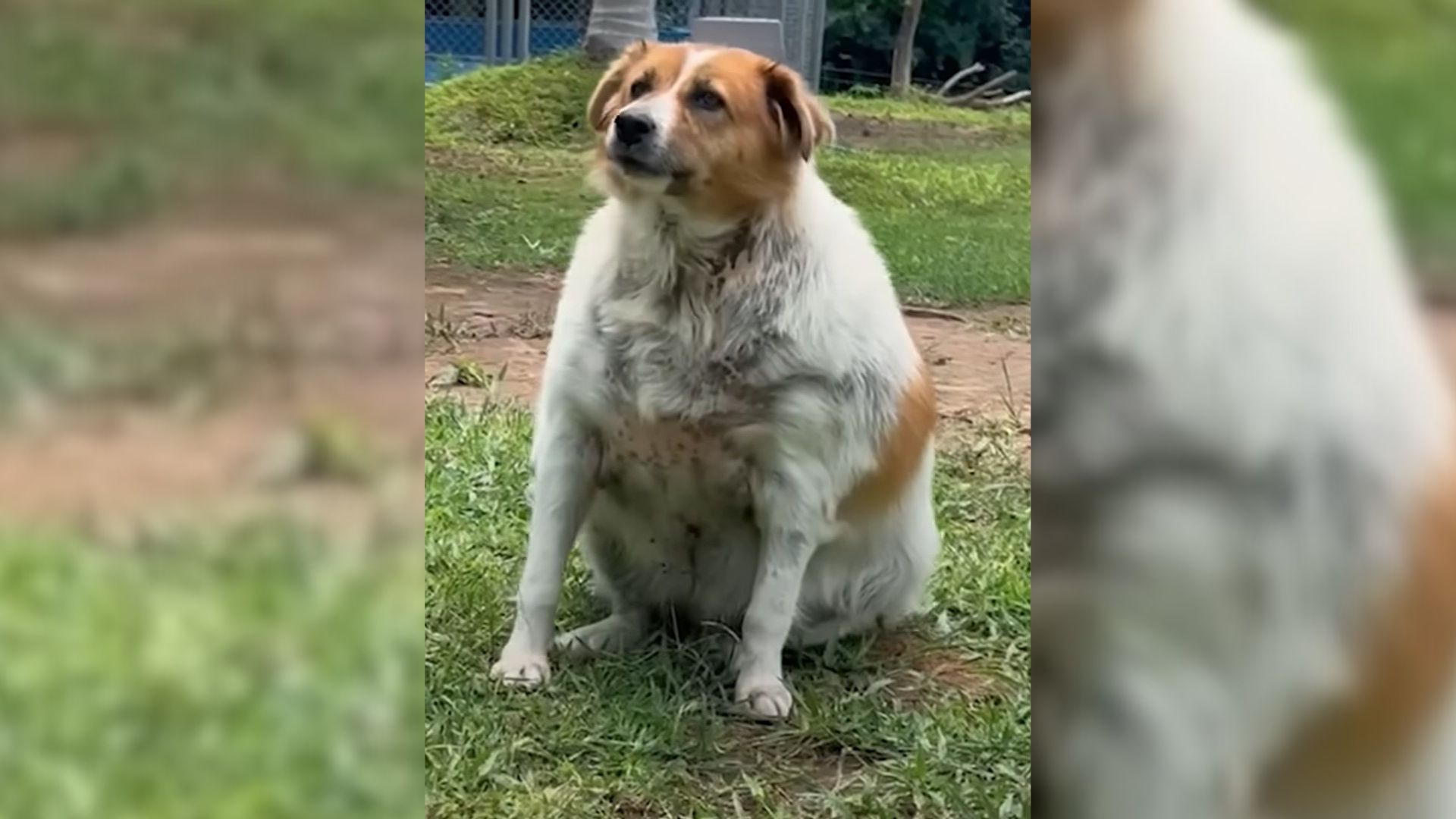 overweight dog