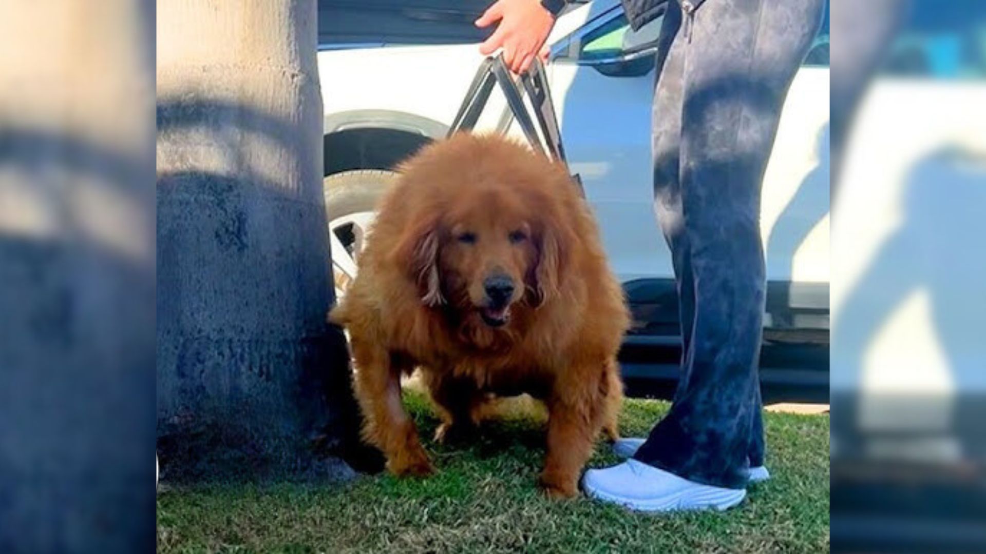 Student Helps 125-Pound Immobile Golden Retriever Find Joy While Losing Over 70 Pounds