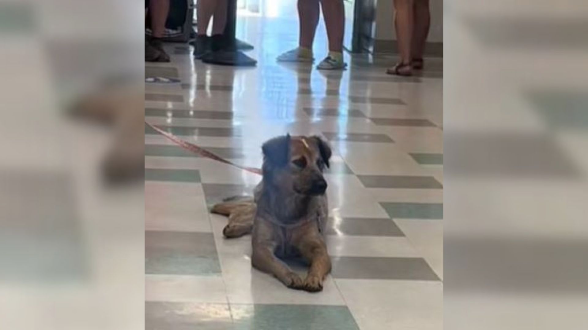 dog lying on the floor