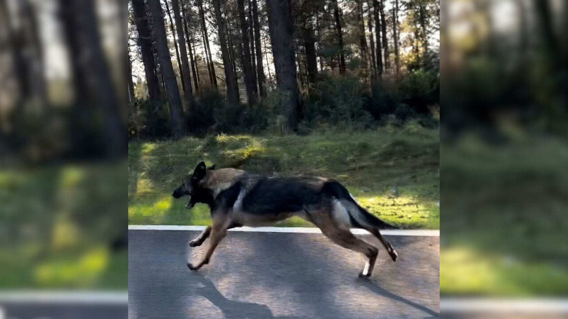 dog running on the road