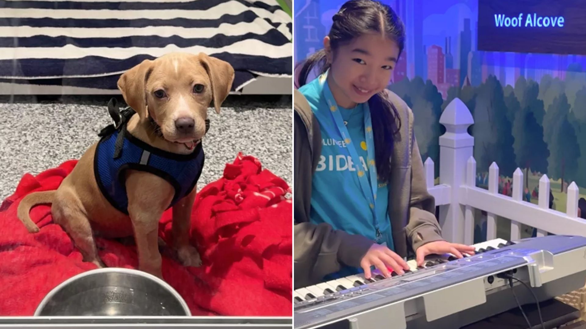 Teen Throws Piano Concerts To Shelter Animals And Their Reactions Are Priceless