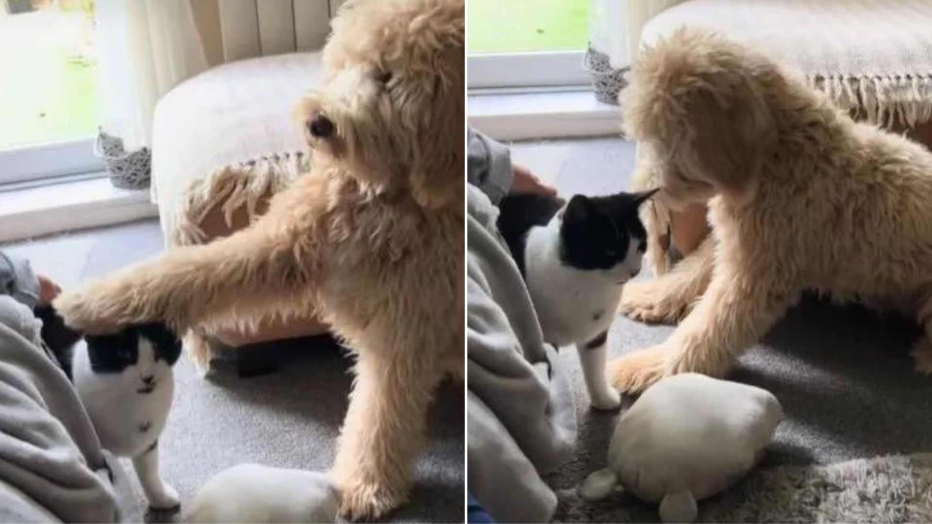 goldendoodle meets a cat