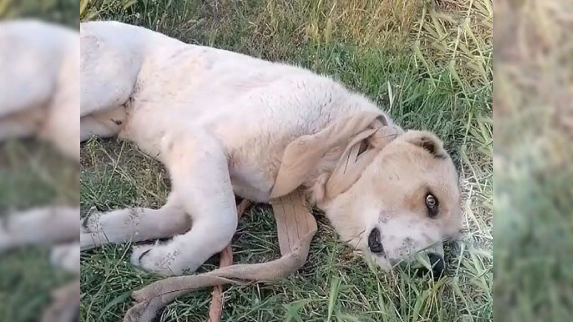 This Large Dog Was Lying Motionless Next To A Busy Road