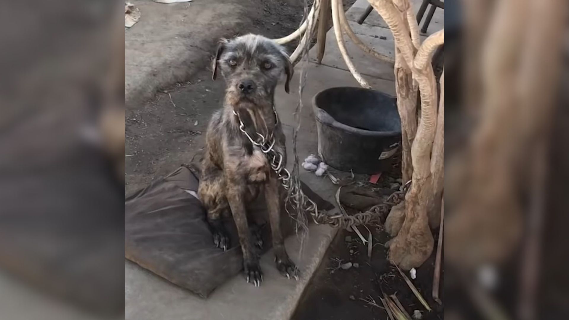 This Neglected Dog Spent Years Living In Chains Until She Met Someone Who Changed Everything