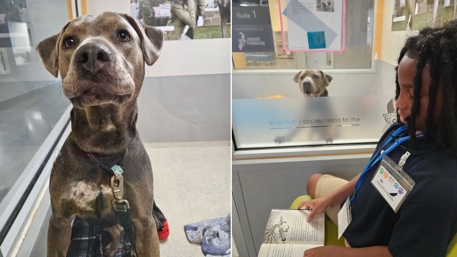 This Nervous Pup Completely Transformers Whenever He Sees A Book And It’s The Most Adorable Thing Ever