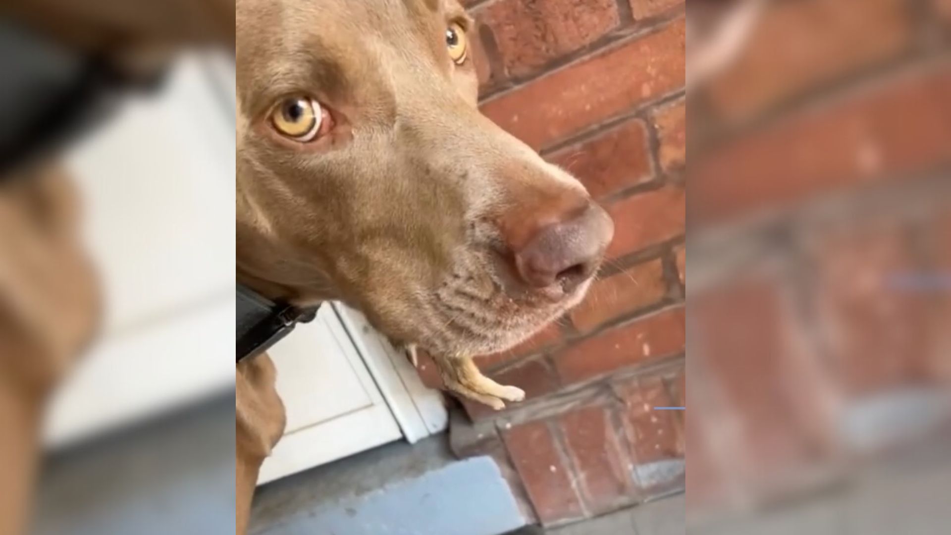 dog refusing to drop something from mouth