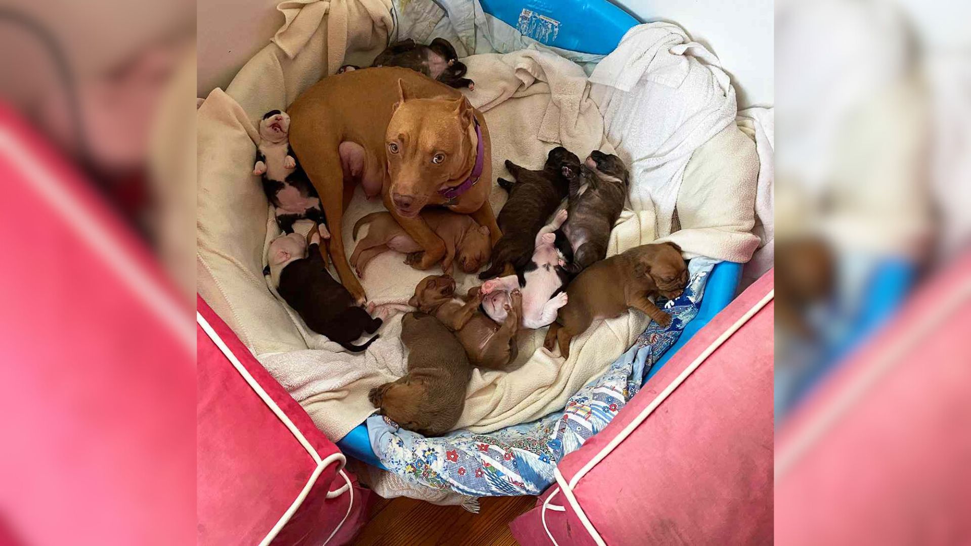 This Sweet Mama Adopted Every Foster Pup She Met During Her 1,263-Day Wait For A Forever Home