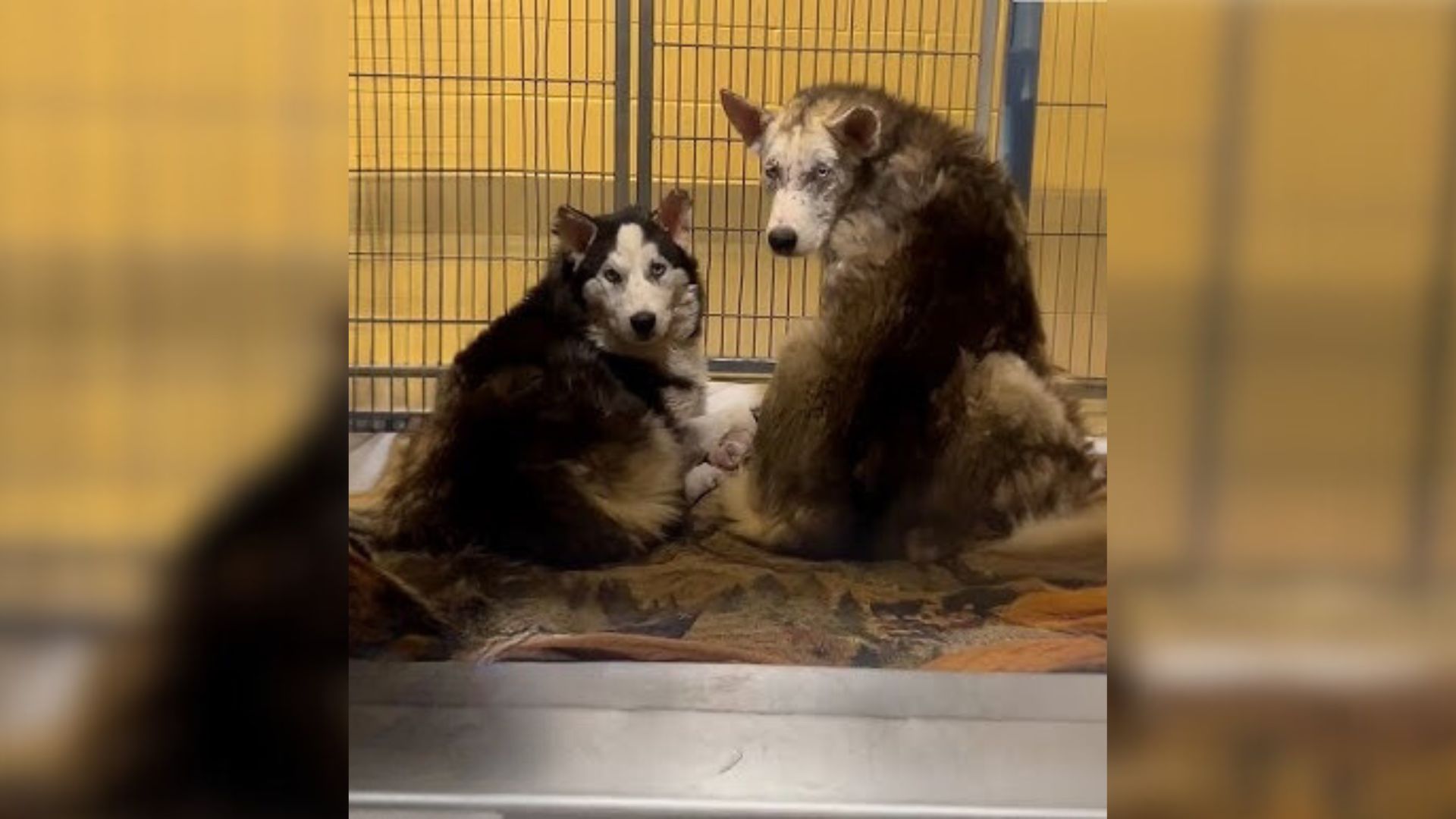 Three Scared Husky Siblings Awaiting Euthanasia Find Hope At The Last ...