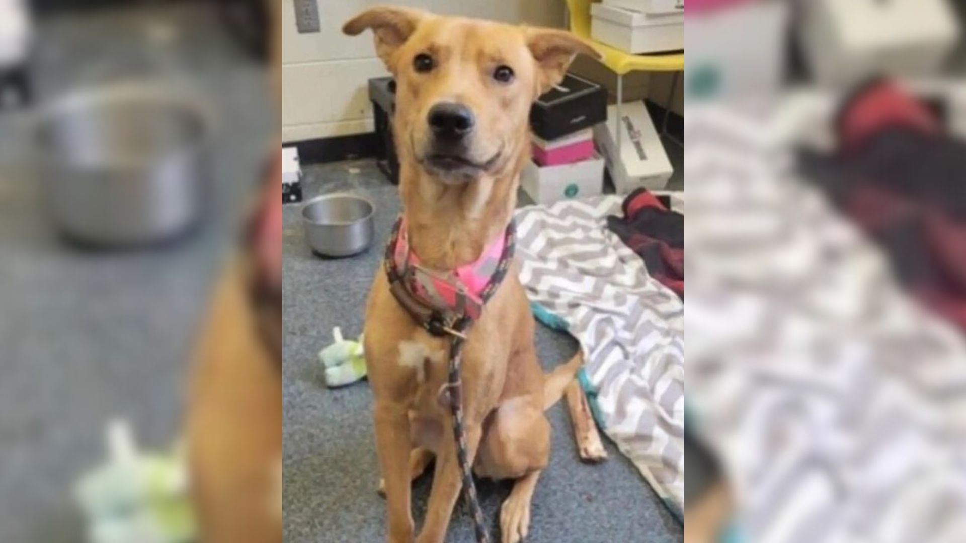 Timid Pup Who Spent Months In Shelter Blossoms Into A Happy Girl After Meeting Her Foster Sister 