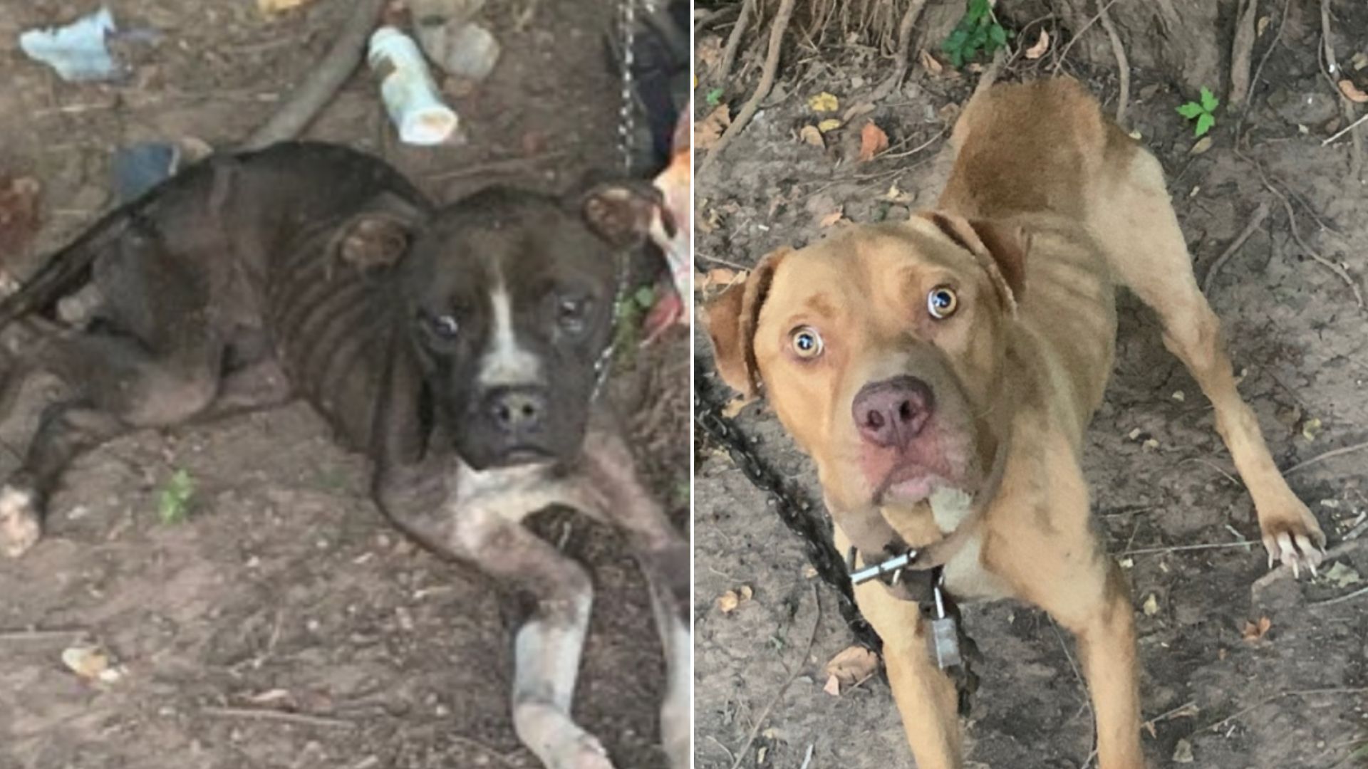 two skinny dogs found tied