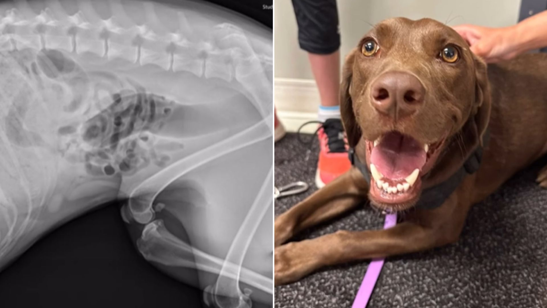 Unwell Dog Brought In For X-Ray, What Vets Discover Inside Her Stomach Shocks Everyone