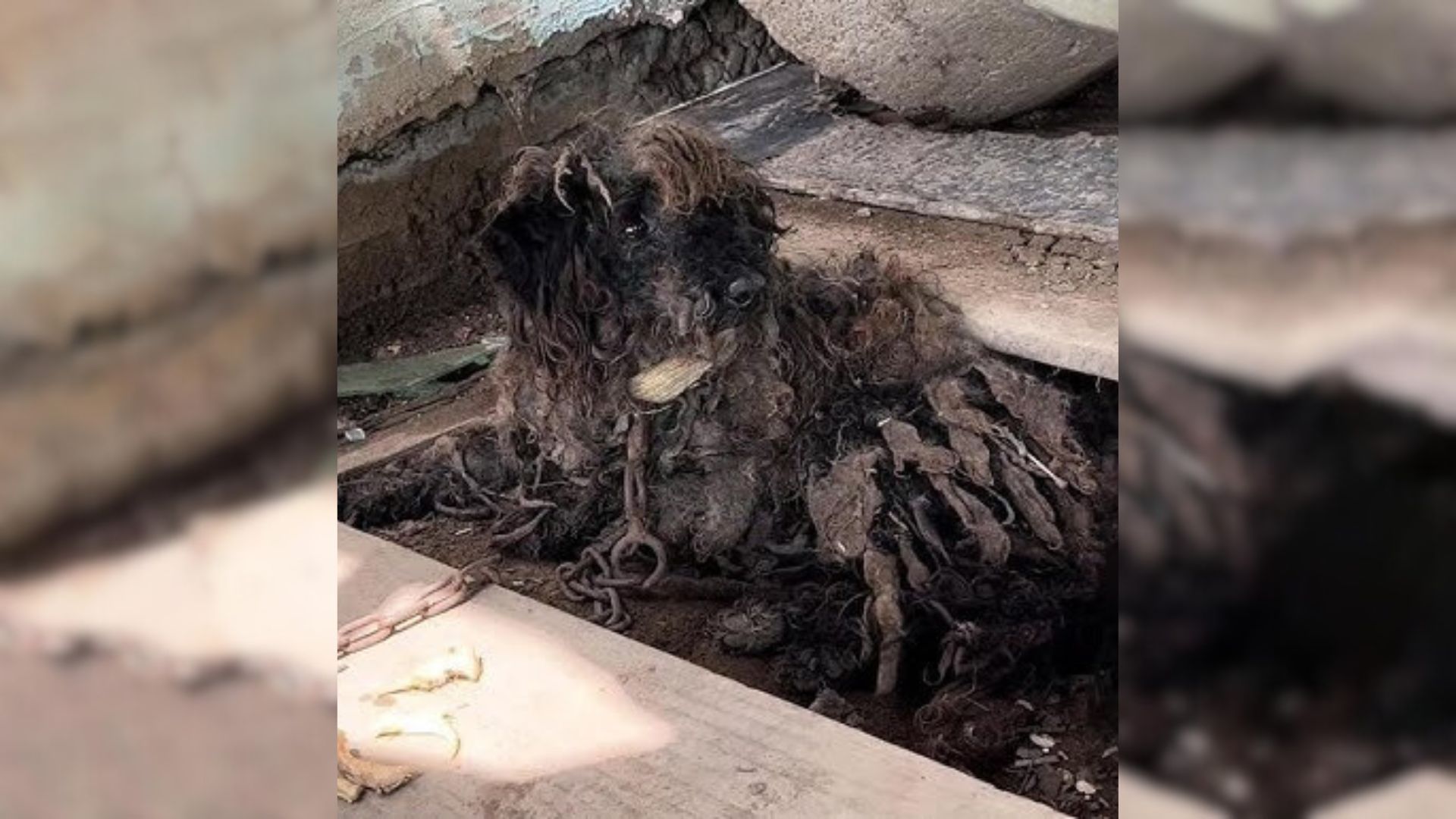 Severely Matted Dog Covered In Dirt Begs Rescuer For Help On His Journey To A New Life