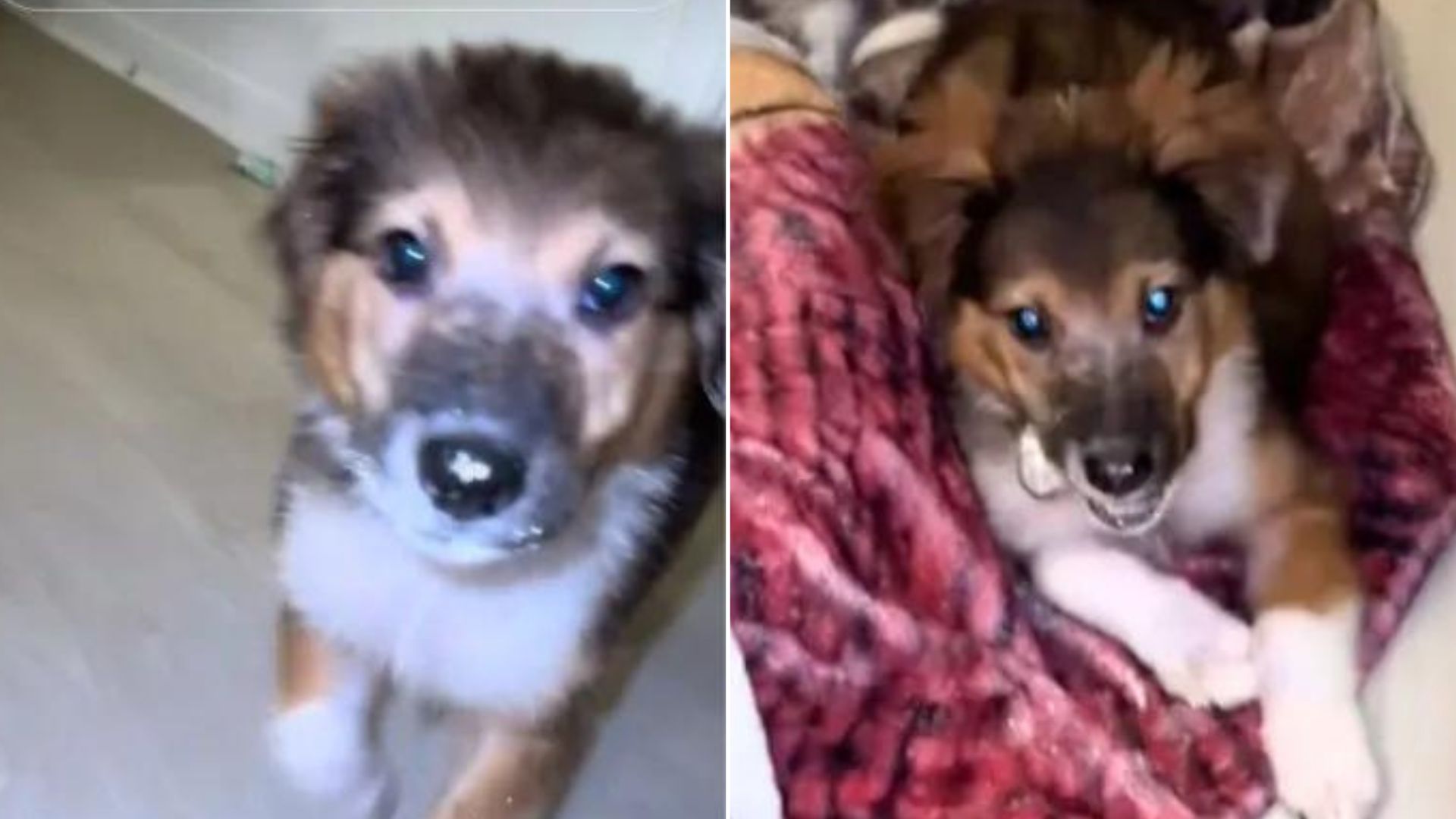 Witness A Hilarious Moment When This Playful Pup Decided To Get Into His Foster Mom’s Glitter Tub