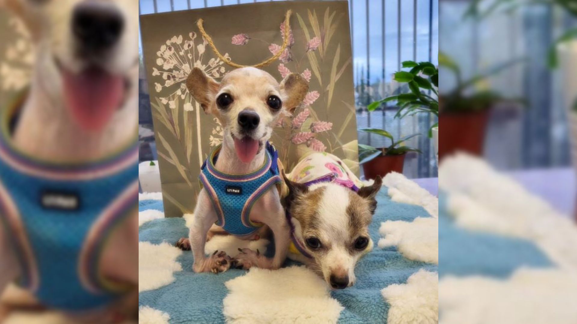 Witness An Amazing Bond Between These 2 Chihuahuas Who Are Completely Inseparable