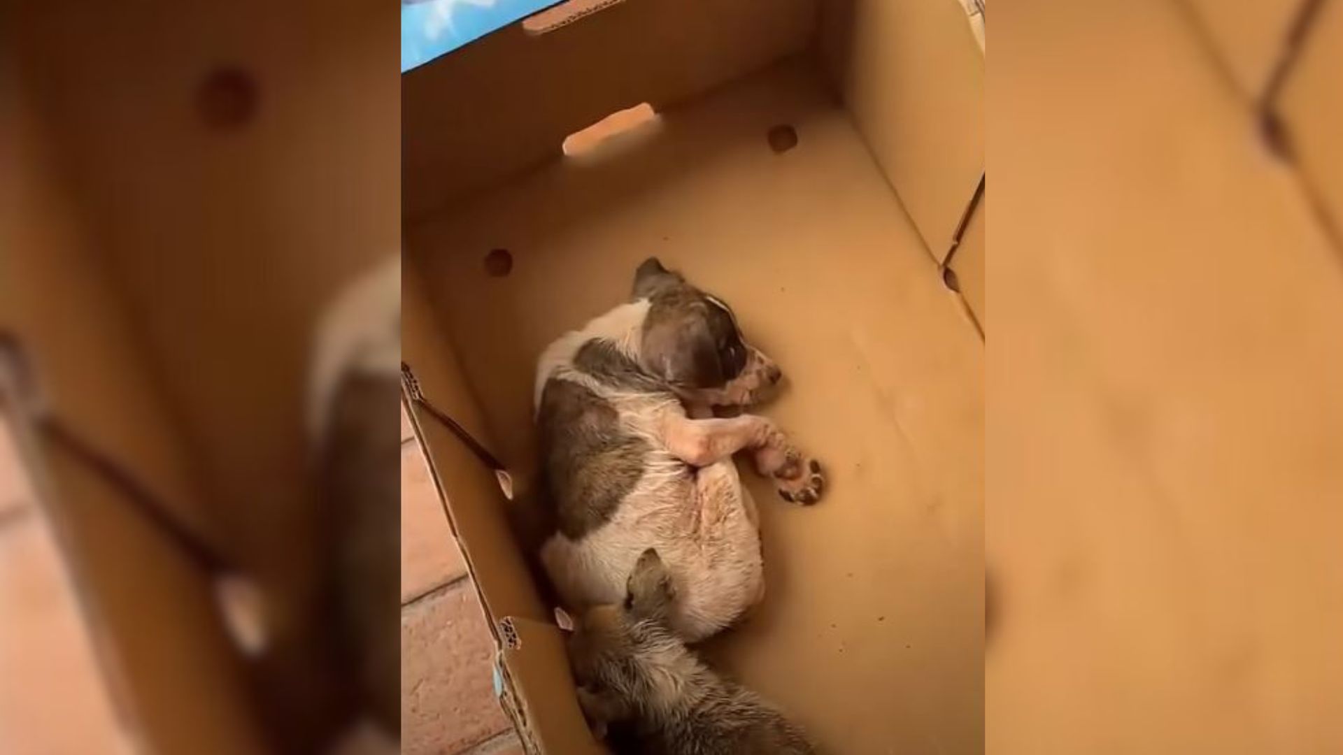 Woman Hears Cries From A Box Next To A Trash Can