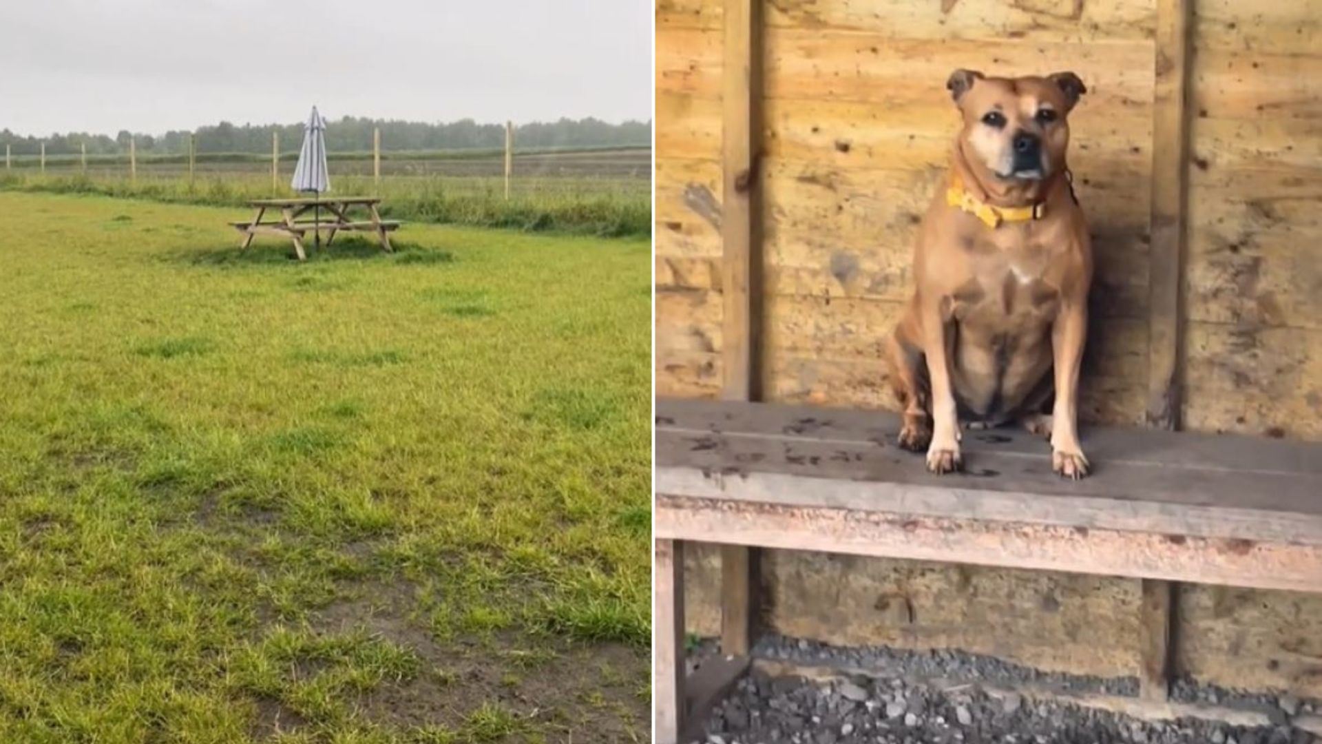 Woman Rented Out A Private Field For Her Pup But Then Something Unexpected Happened