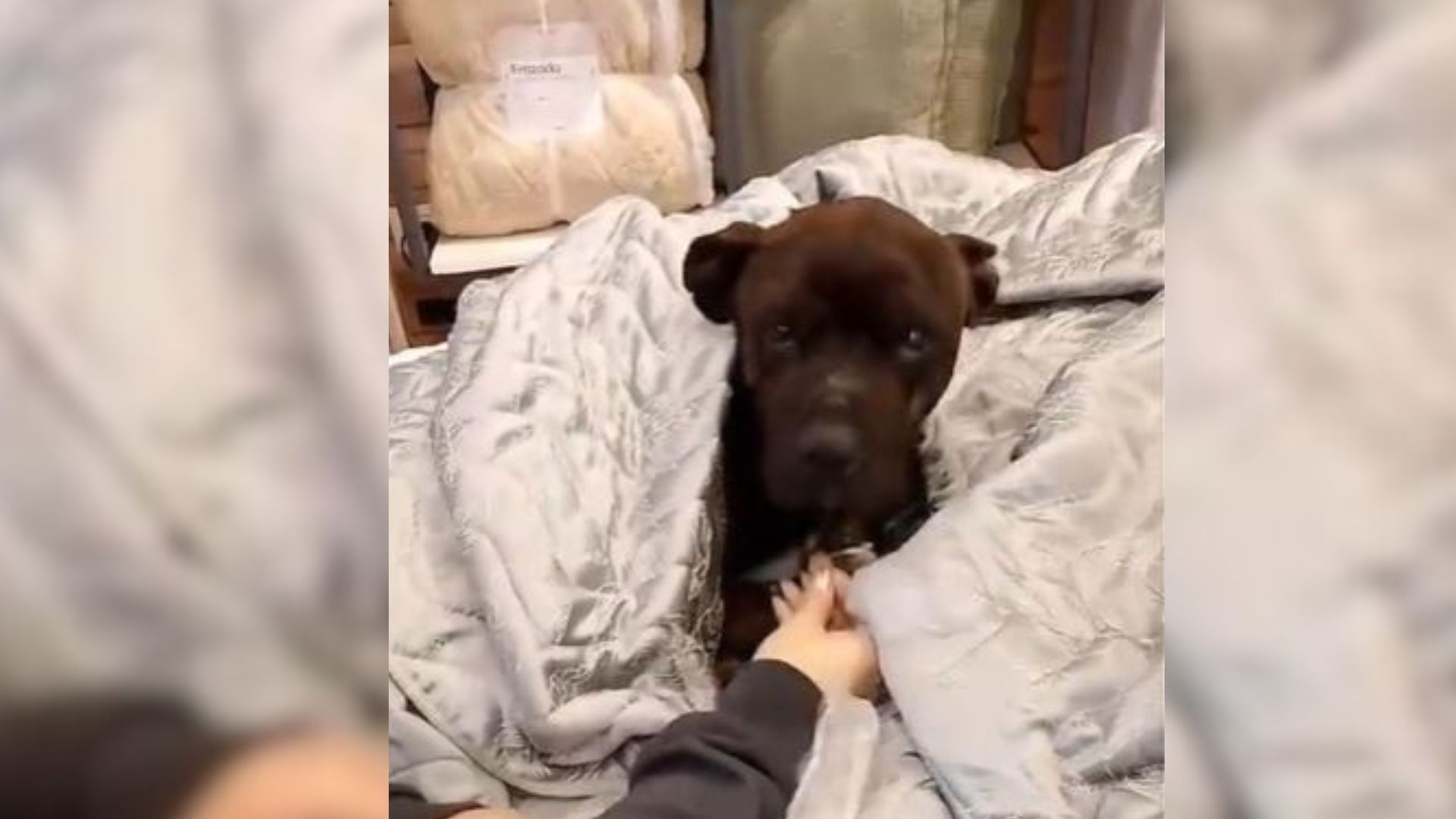 Woman Noticed An Animal Enter The Furniture Store And Jump On A Bed, So She Went To Check It Out