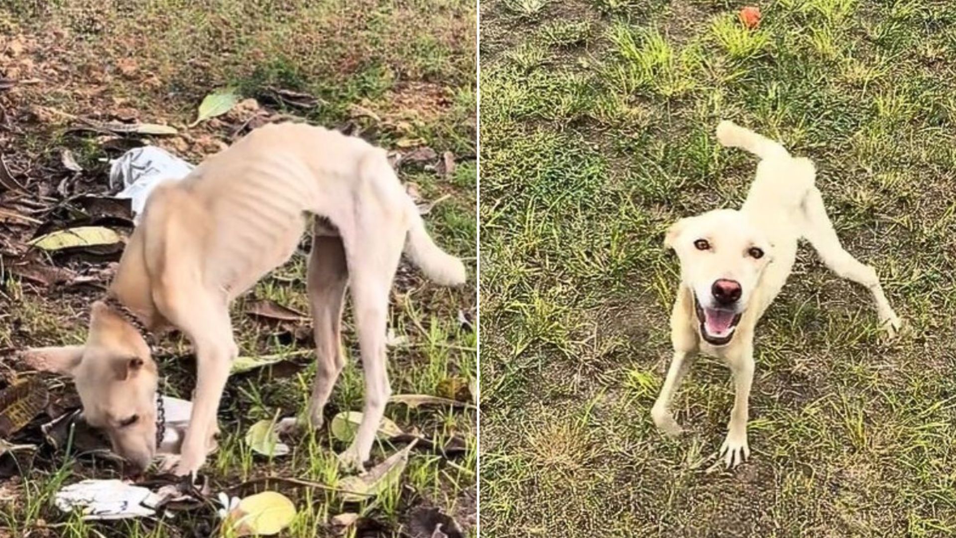 Shocked Woman Stumbles Upon Starving Dog Chained To A Tree And Rushes To Help