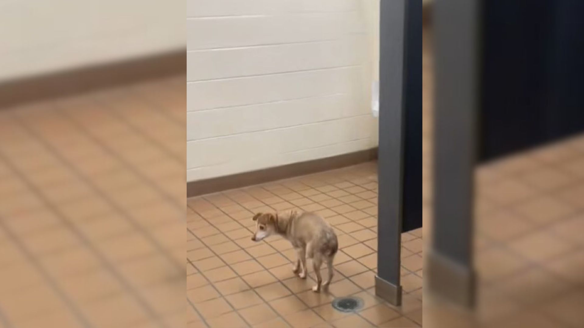 Senior Blind And Deaf Dog Goes To School With Her Mom, Then Causes Heartache After Getting Lost