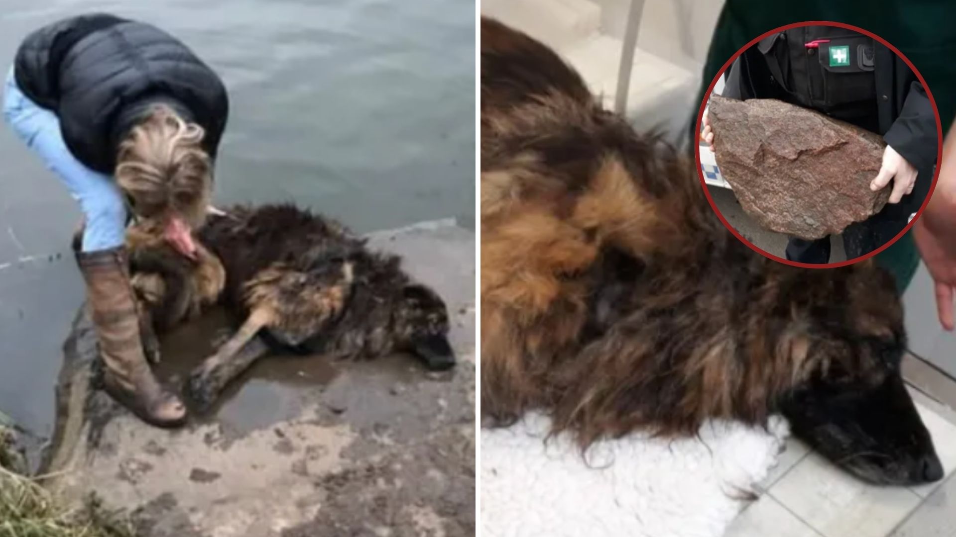 woman rescued drowning dog