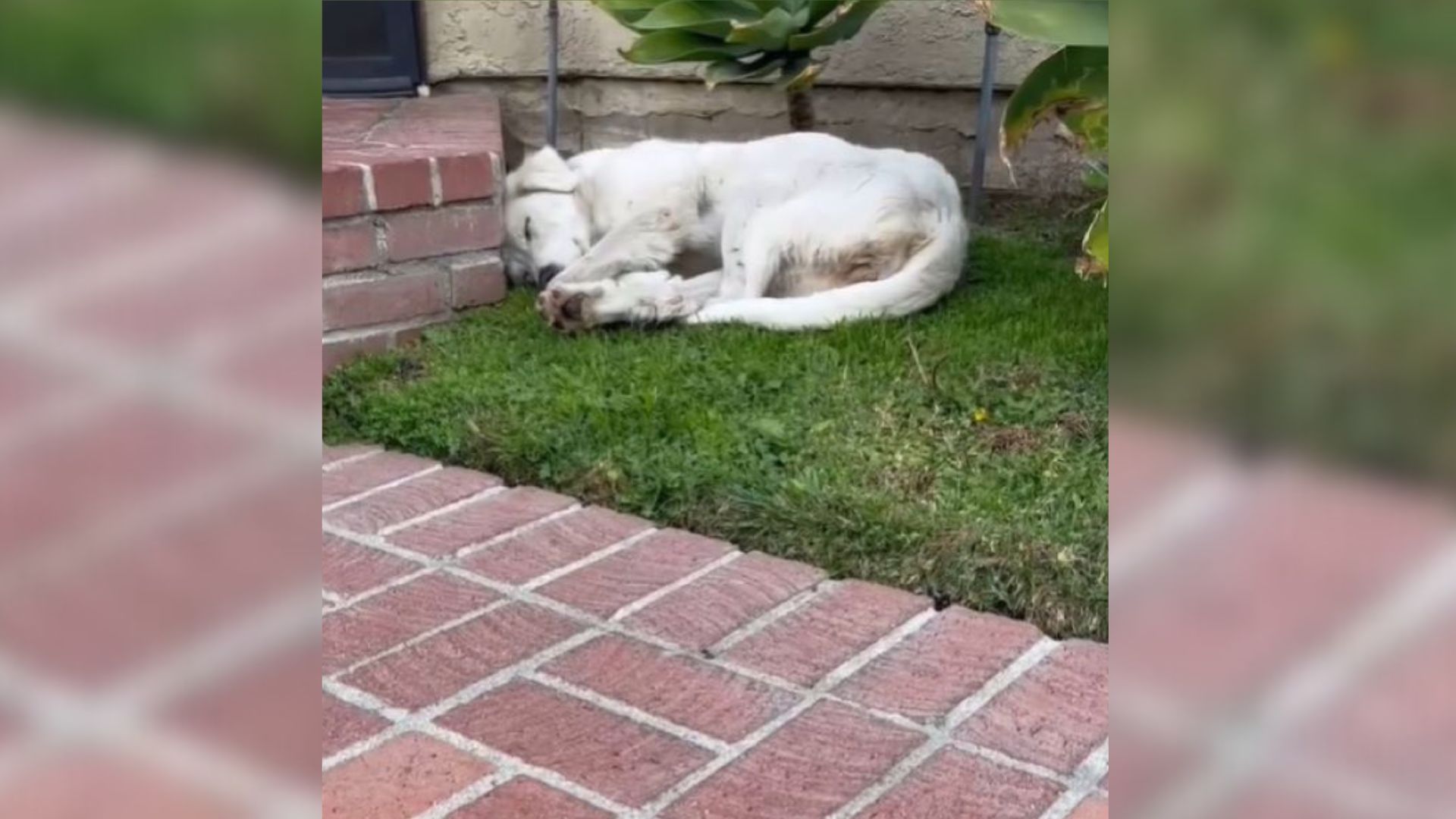 tired stray dog sleeping in the yard