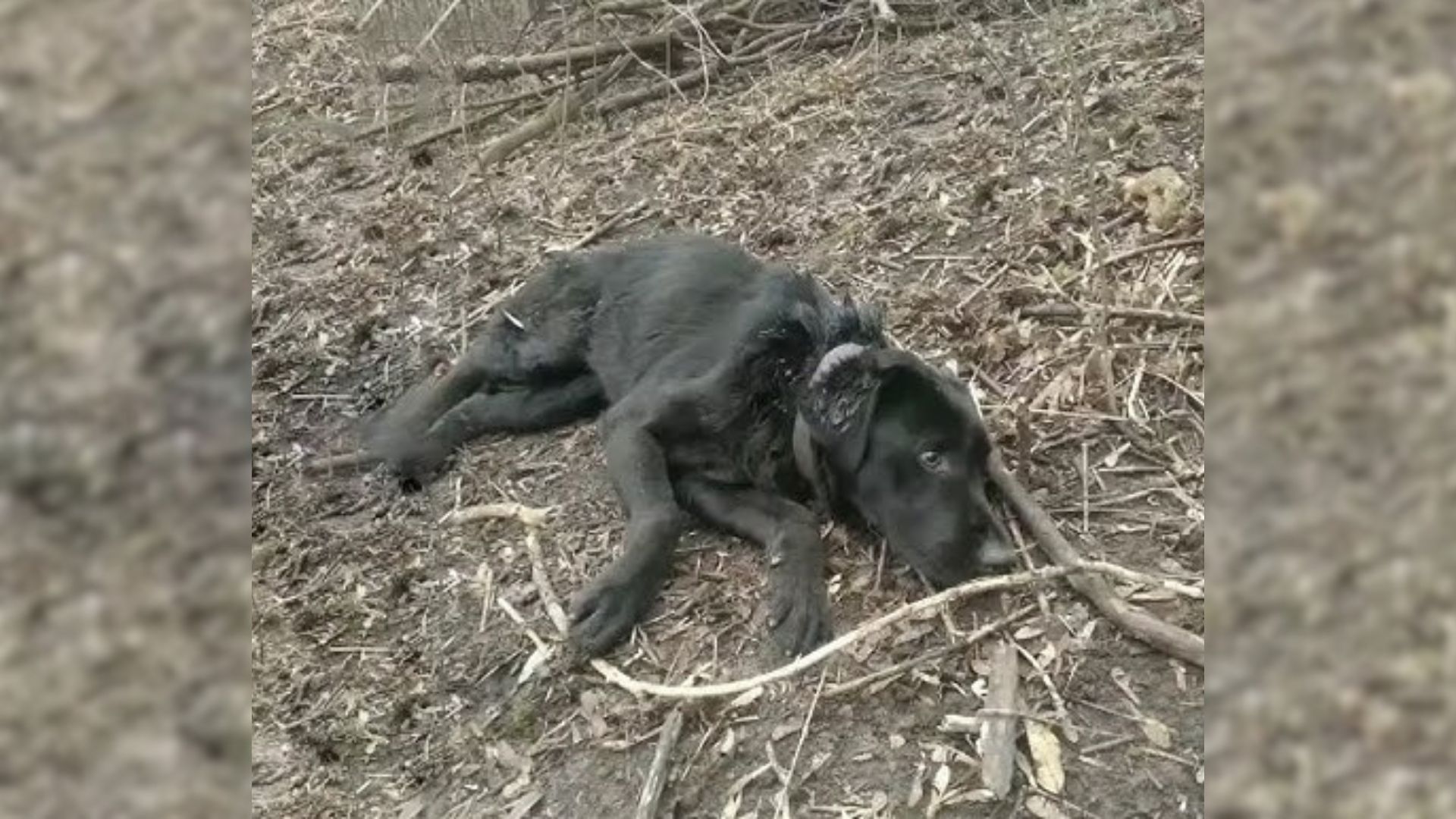 injured dog lying on the ground