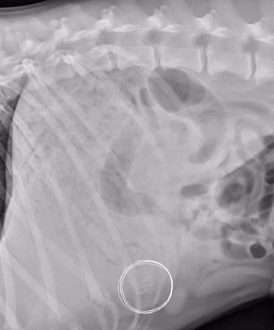 X-ray of the dog showed that something is wrong