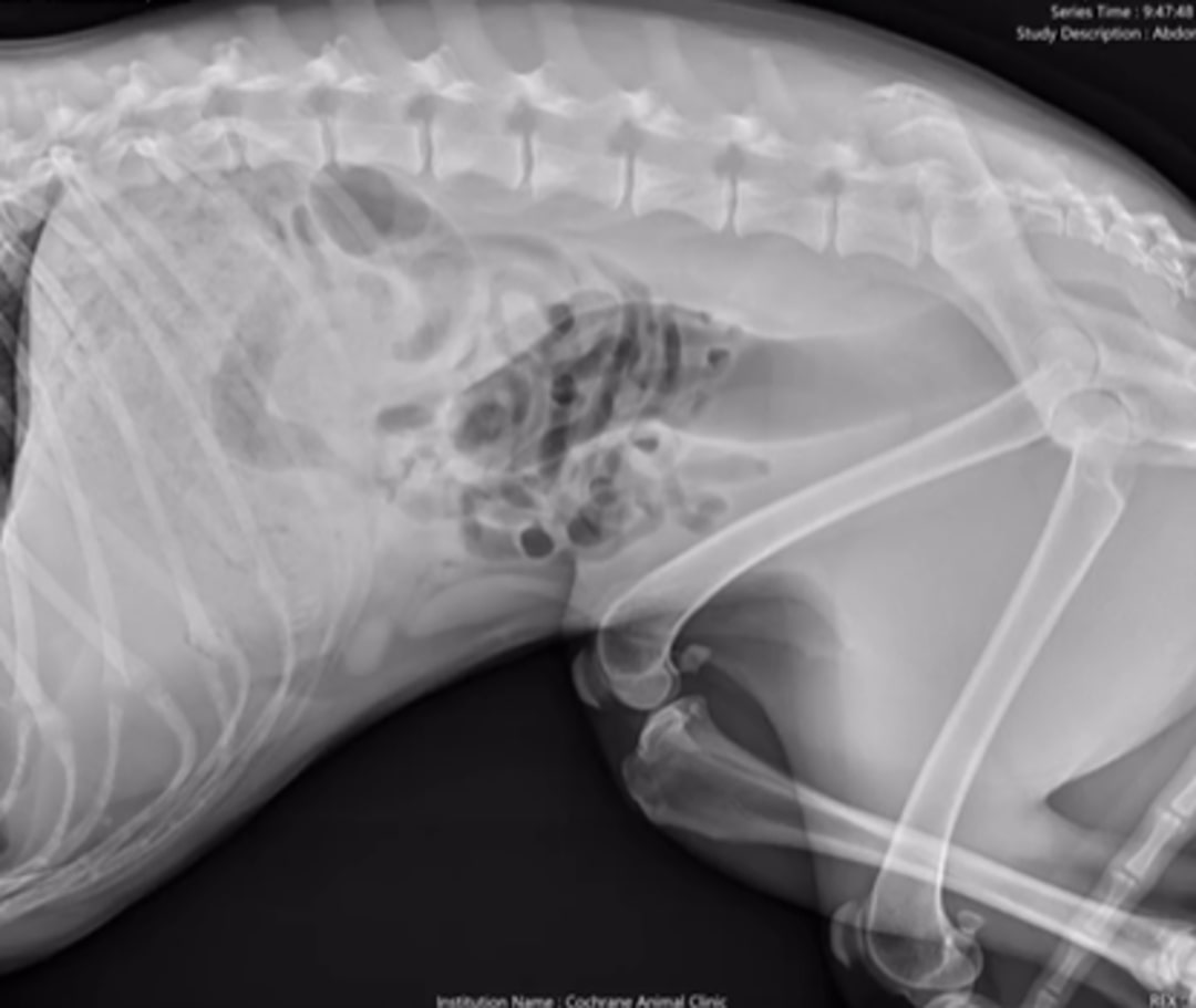 X-ray of the dog