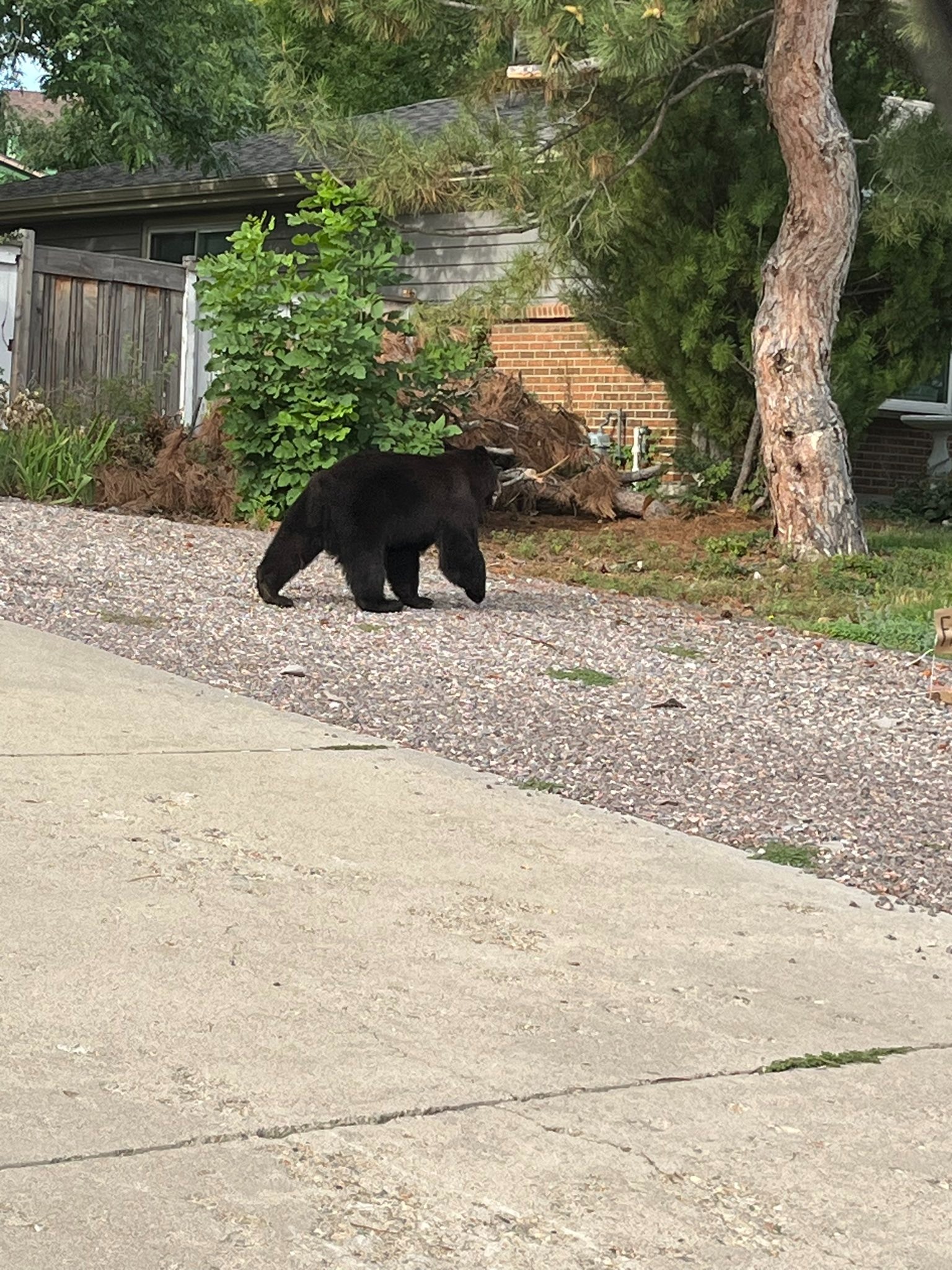 a bear in the yard