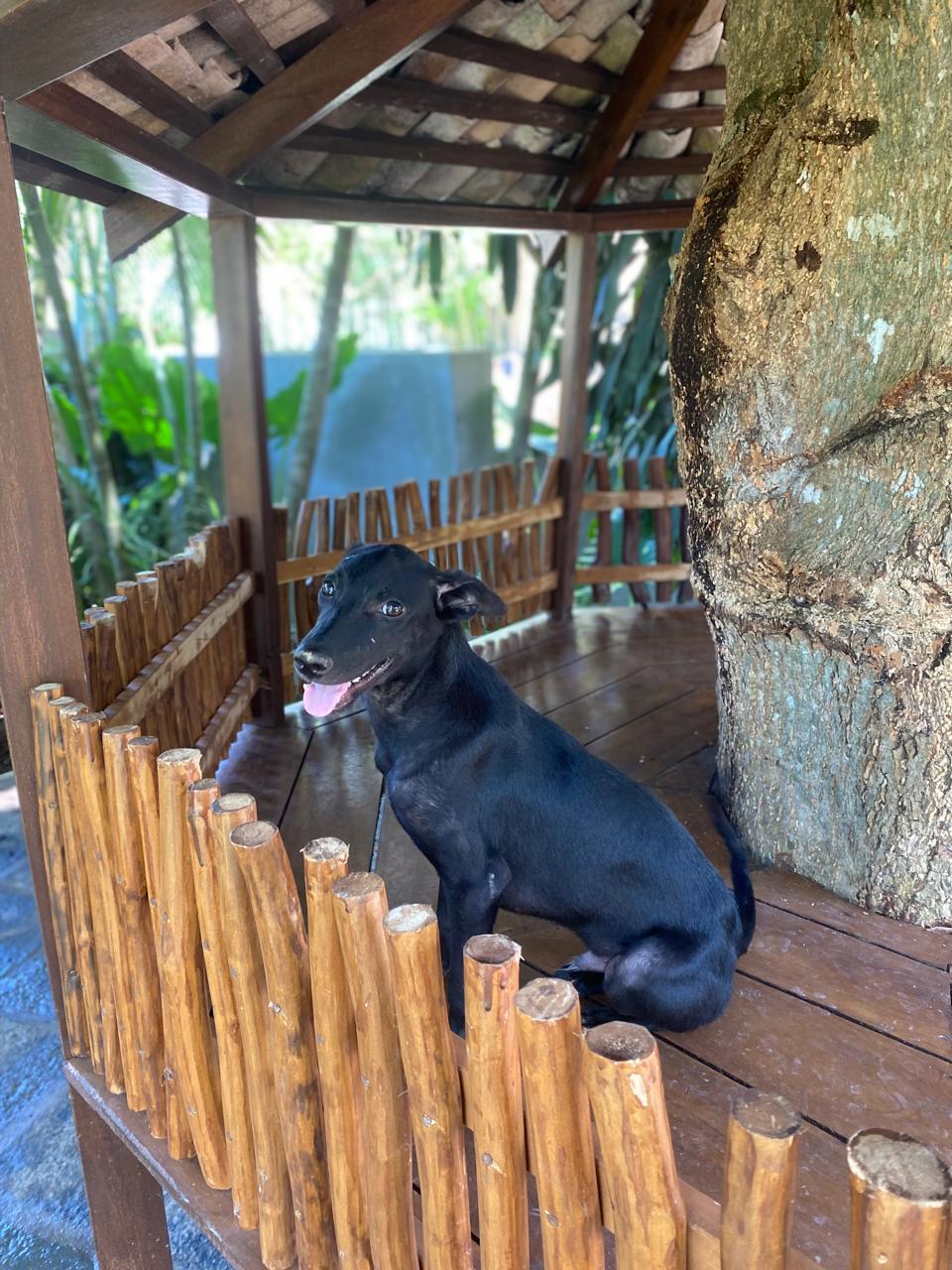 a beautiful black dog sits on the wooden terrace with its tongue out