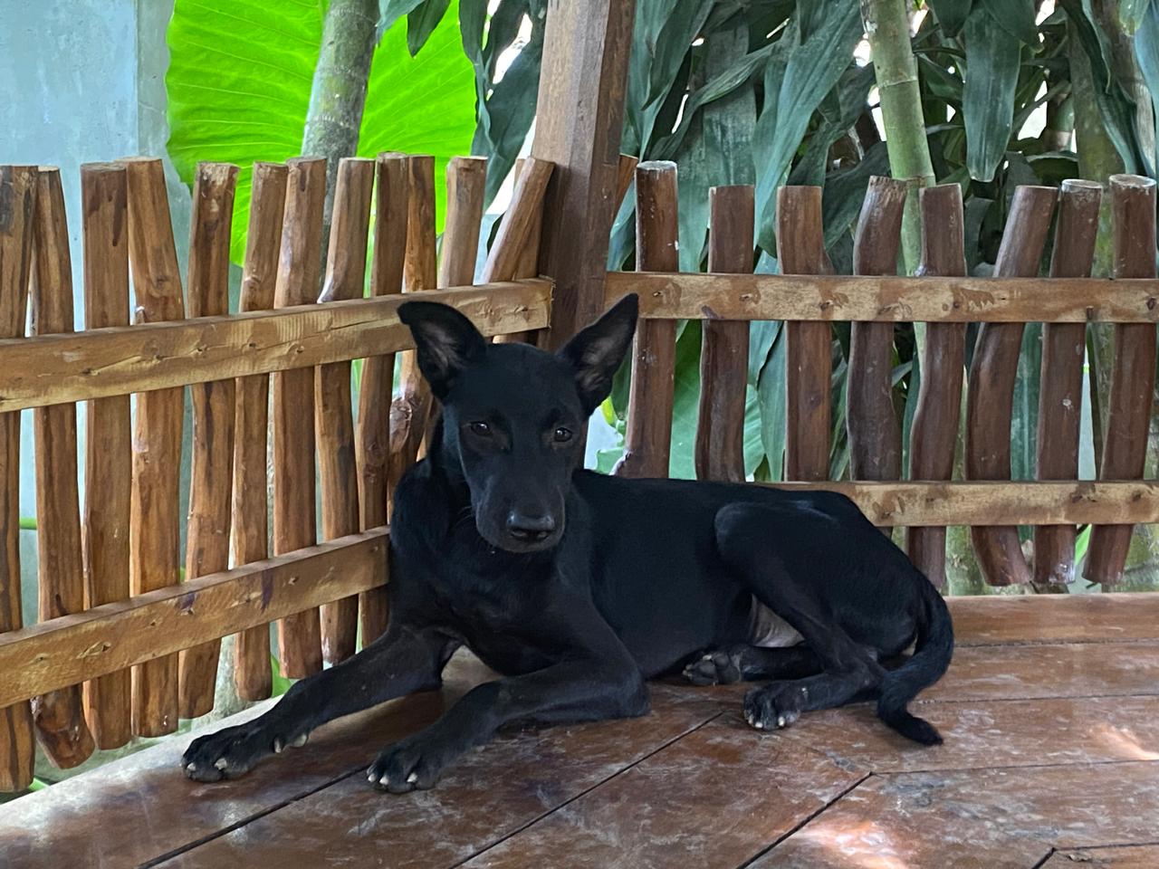 a black dog lies on a wooden terrace