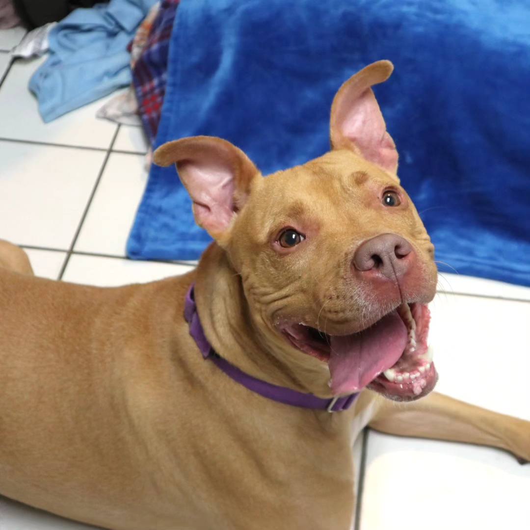 a brown dog lies on the tiles and looks at the camera