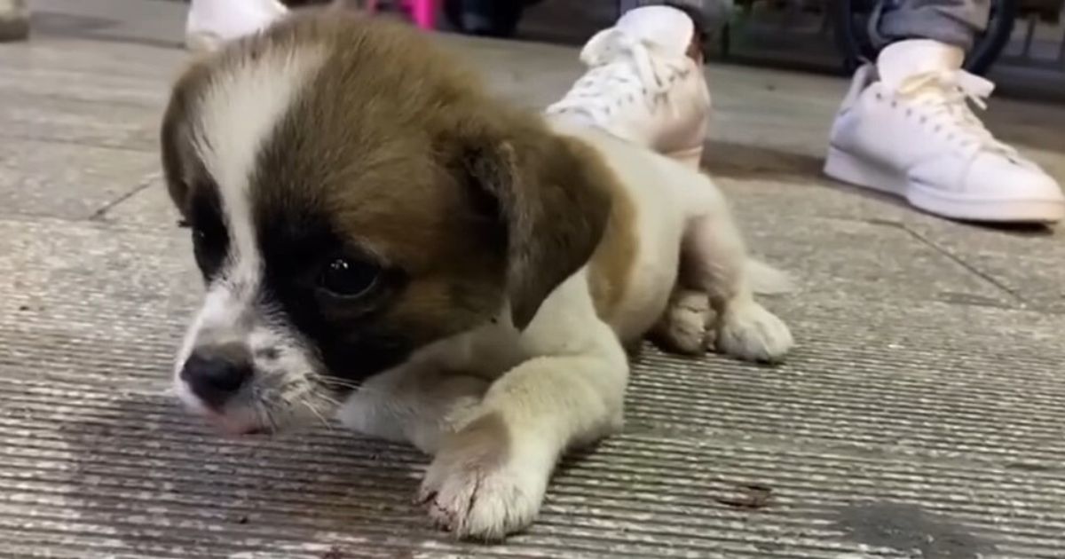 a crying dog is lying on the road