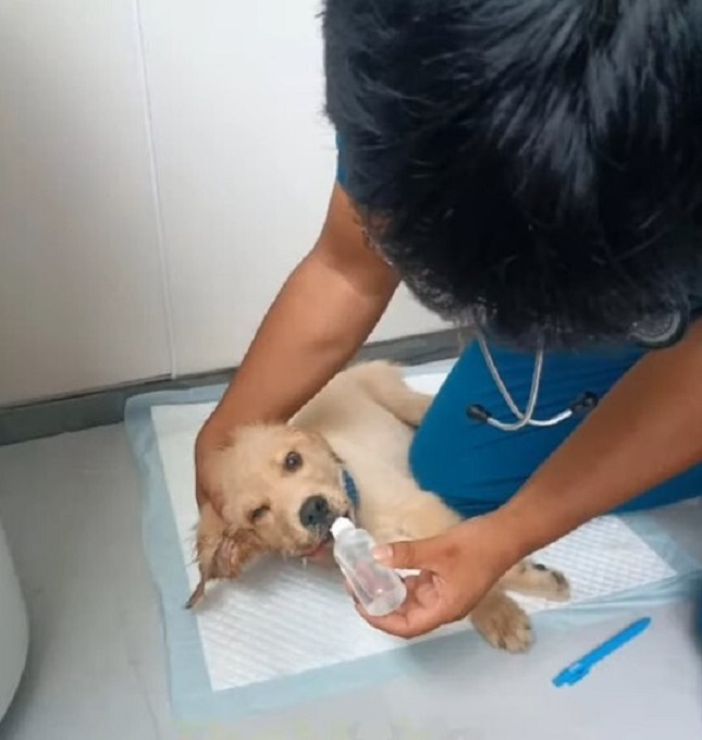 a doctor helping puppy and giving a water to him