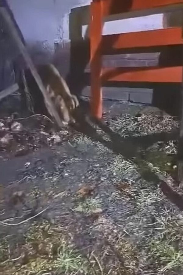 a dog in an abandoned house