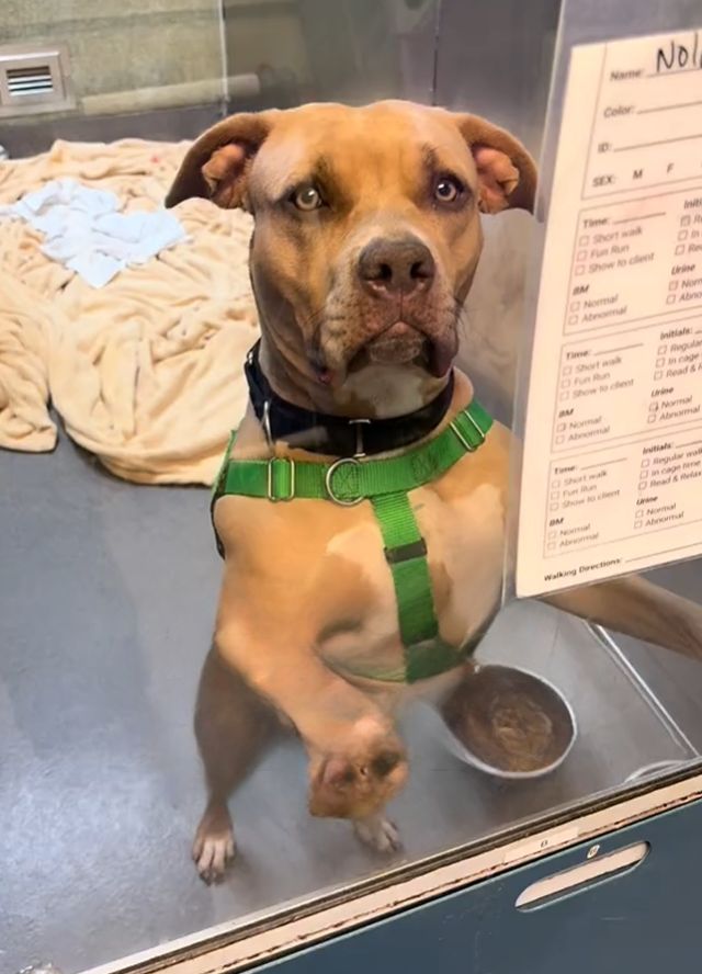 a dog in the shelter raised on its hind legs